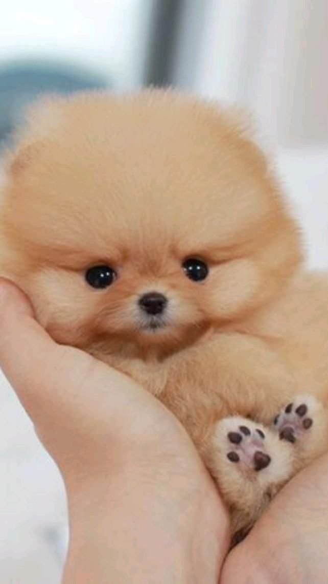 Huntsville AL Dog Friendly Restaurants with Patio Seating